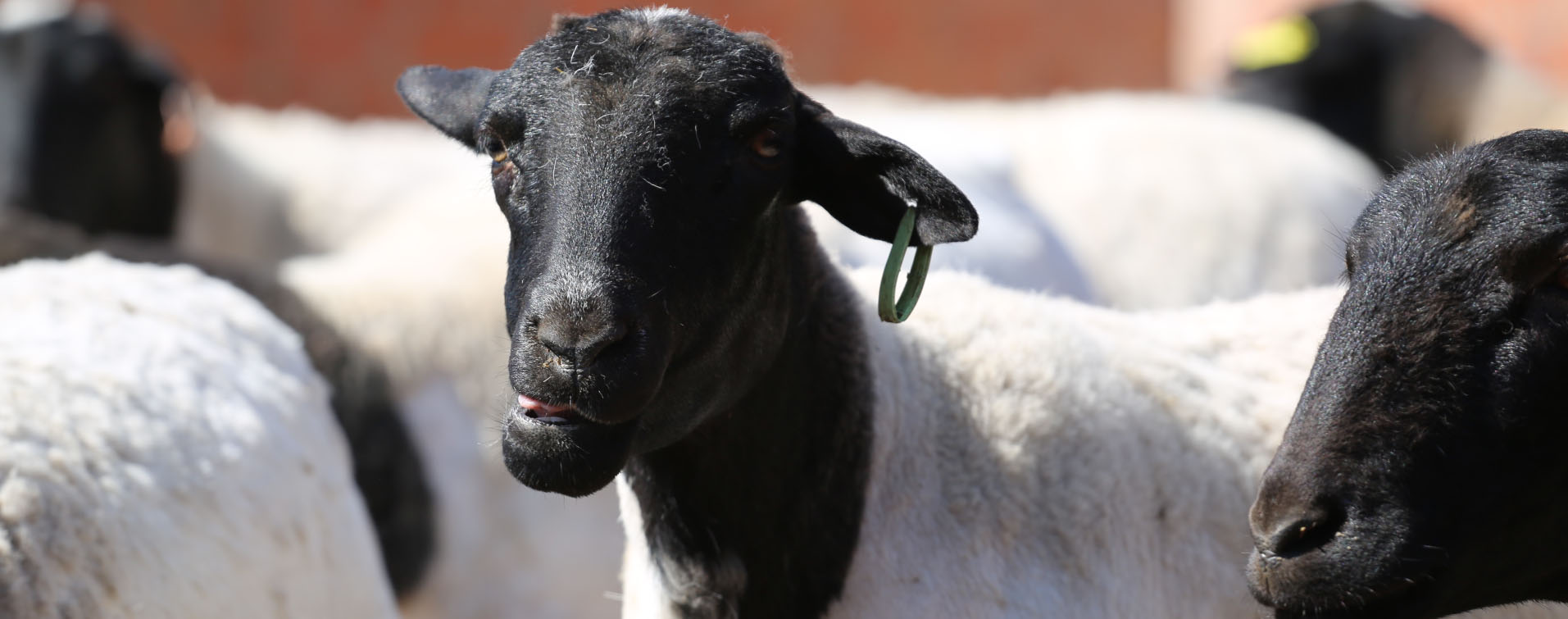 米兰体育app下载