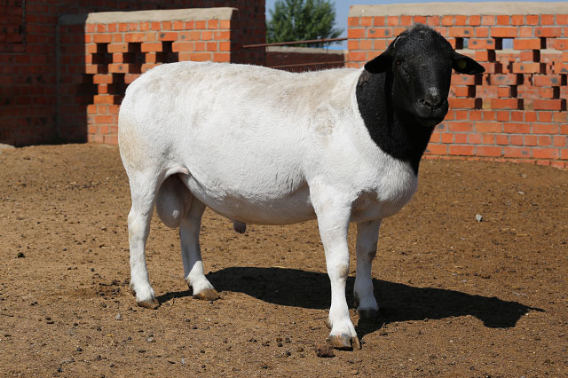 米兰体育app官网:桂粤湘四市举办产销对接活动 推进农产品直达大湾区